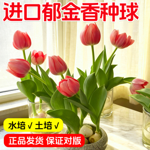 进口郁金香种球水培土培半成品种苗花卉植物四季种植开花种子室内