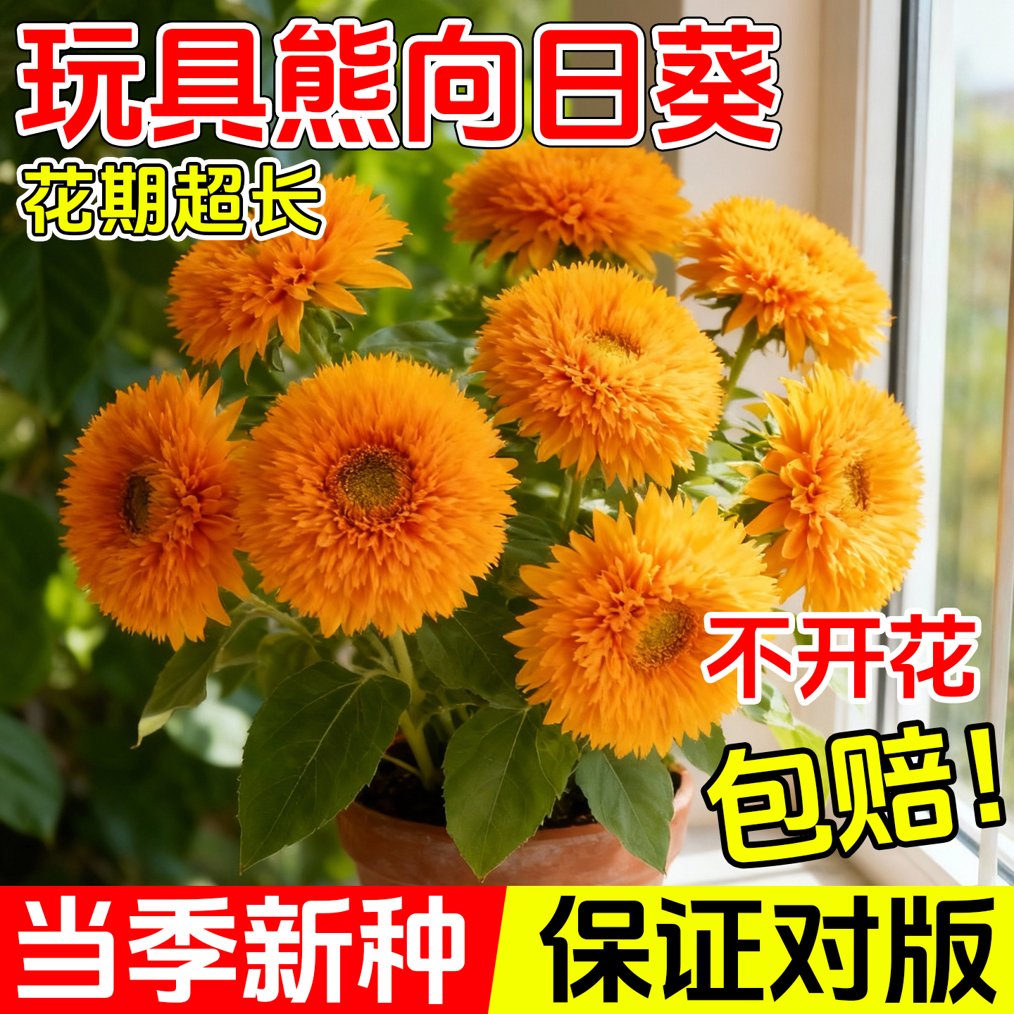 重瓣玩具熊向日葵种孑泰迪种子