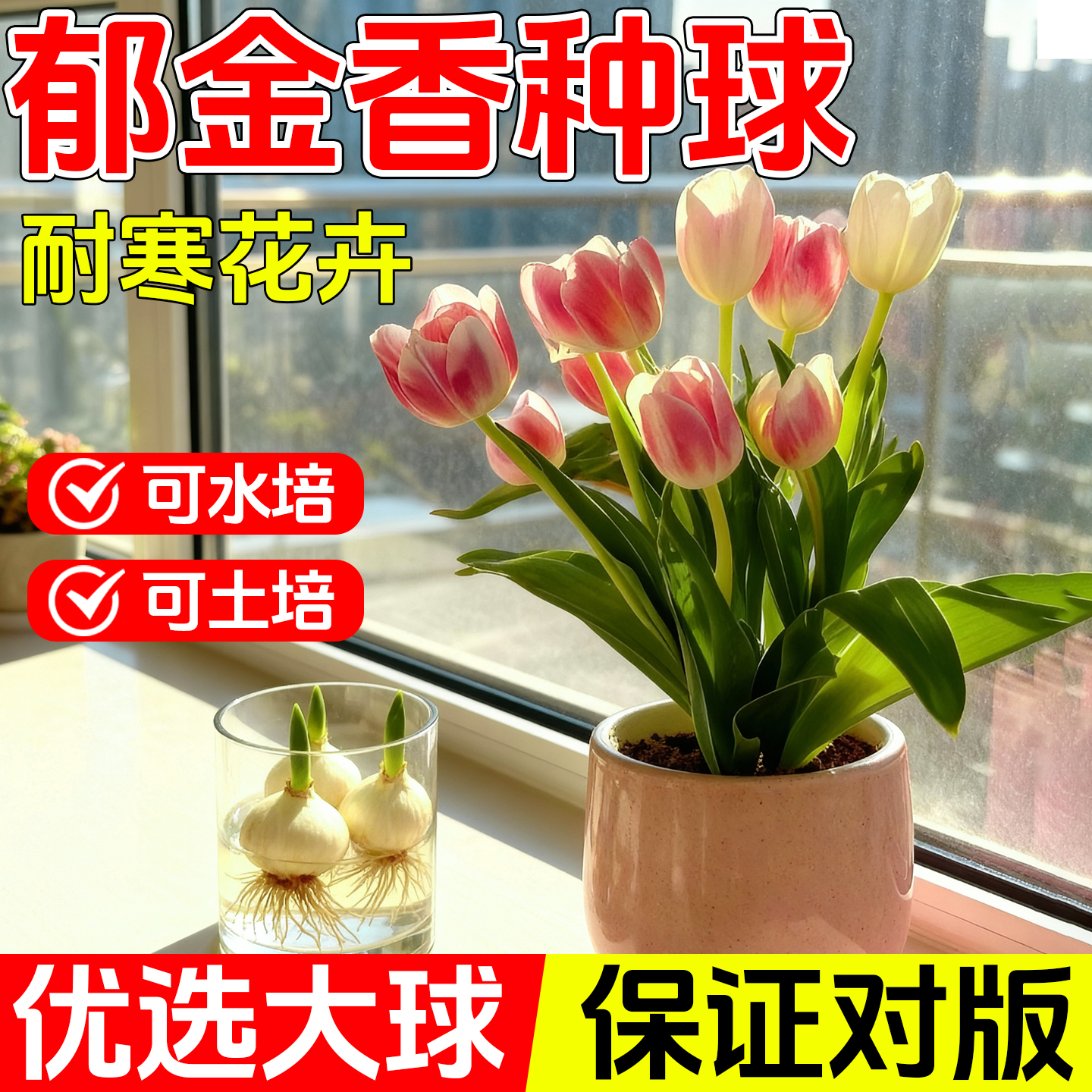 郁金香种球种苗半成品盆栽花卉