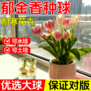 郁金香种球种苗半成品盆栽花卉土培水培室内花四季 好养活盆栽种球