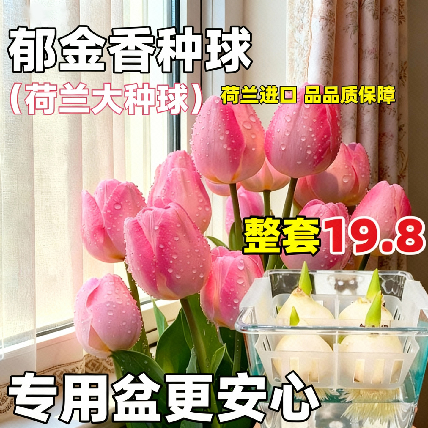 郁金香种球水培植物荷兰进口