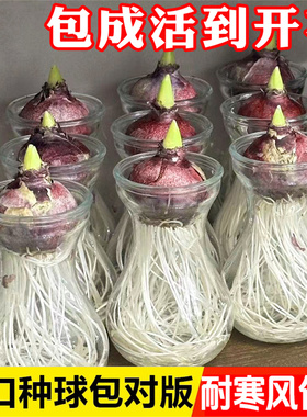 风信子种球水培套装荷兰进口四季水养花卉植物土培盆栽郁金香种子