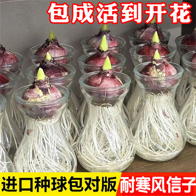 风信子种球水培套装荷兰进口