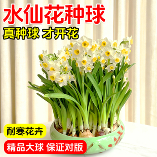 重瓣水仙花种球水养盆栽秋冬耐寒花卉植物室内花绿植水培好养易活