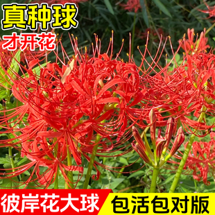 彼岸花种球曼珠沙华花种红花石蒜室内室外植物龙爪花盆栽花卉种子