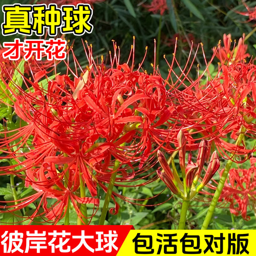 彼岸花种球曼珠沙华花种红花石蒜