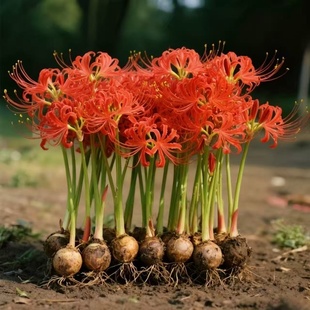 彼岸花种球曼珠沙华特大球红花换锦石蒜大种球阳台花卉浓香郁金香
