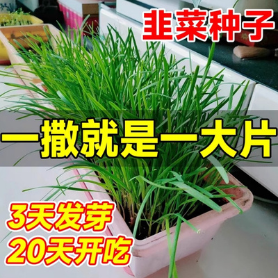 韭菜种籽紫根苗秧四季宽叶
