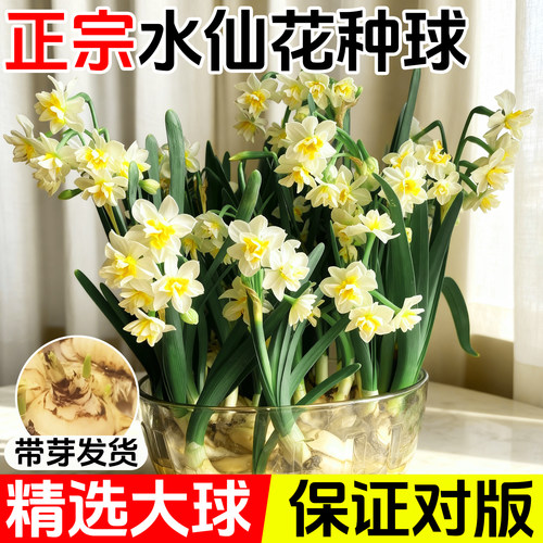 重瓣水仙花种球水养盆栽秋冬开花