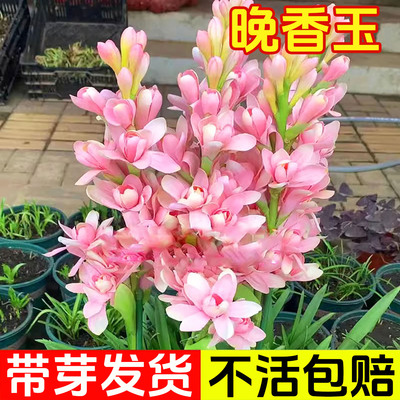 晚香玉种球重瓣大花根