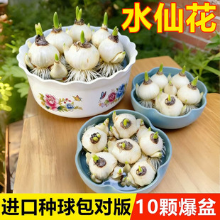 水仙花种球时令草本花卉特大漳州重瓣水仙花水培盆栽花卉四季易活
