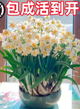 重瓣水仙花种球水养盆栽秋冬开花卉植物室内花绿植水培好养带花苞