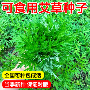 艾草种子食用药用驱蚊草艾叶种籽野生大小叶艾蒿青蒿种植四季 驱蚊