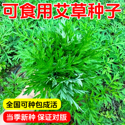 艾草种子食用药用驱蚊草艾叶种籽