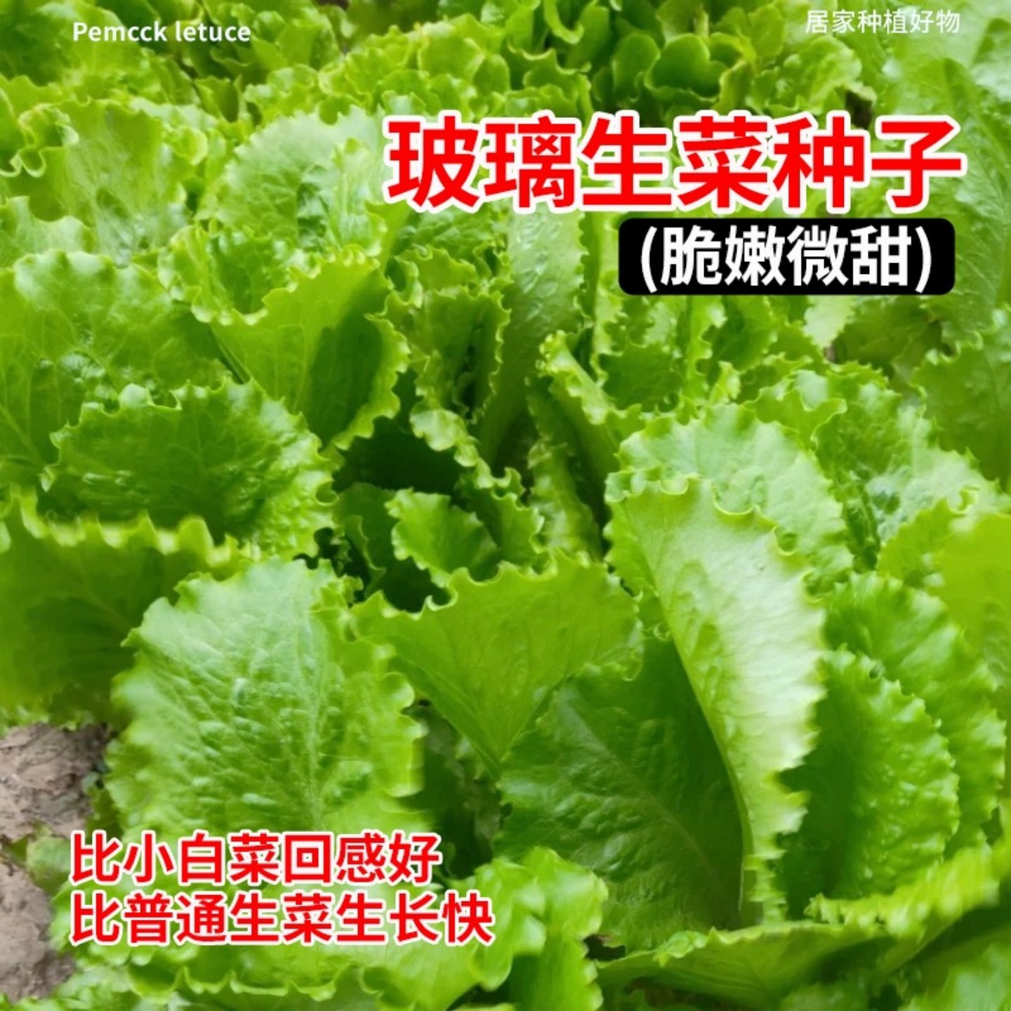 玻璃生菜种孑四季阳台盆栽秧苗水培生菜种籽子农家菜园青菜蔬菜种,鲜花速递/花卉仿真/绿植园艺,种苗/半成品盆栽,淘宝优惠券,粉丝福利购,淘宝优惠卷