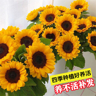 一举夺魁矮向日葵种孑食用葵花籽四季种植室内外盆栽种植花种籽子