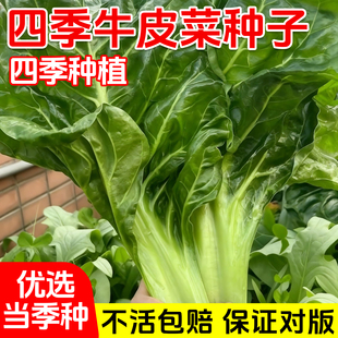 四川牛皮菜种子四季可种大叶厚皮根达菜高产庭院南方甜菜蔬菜种籽
