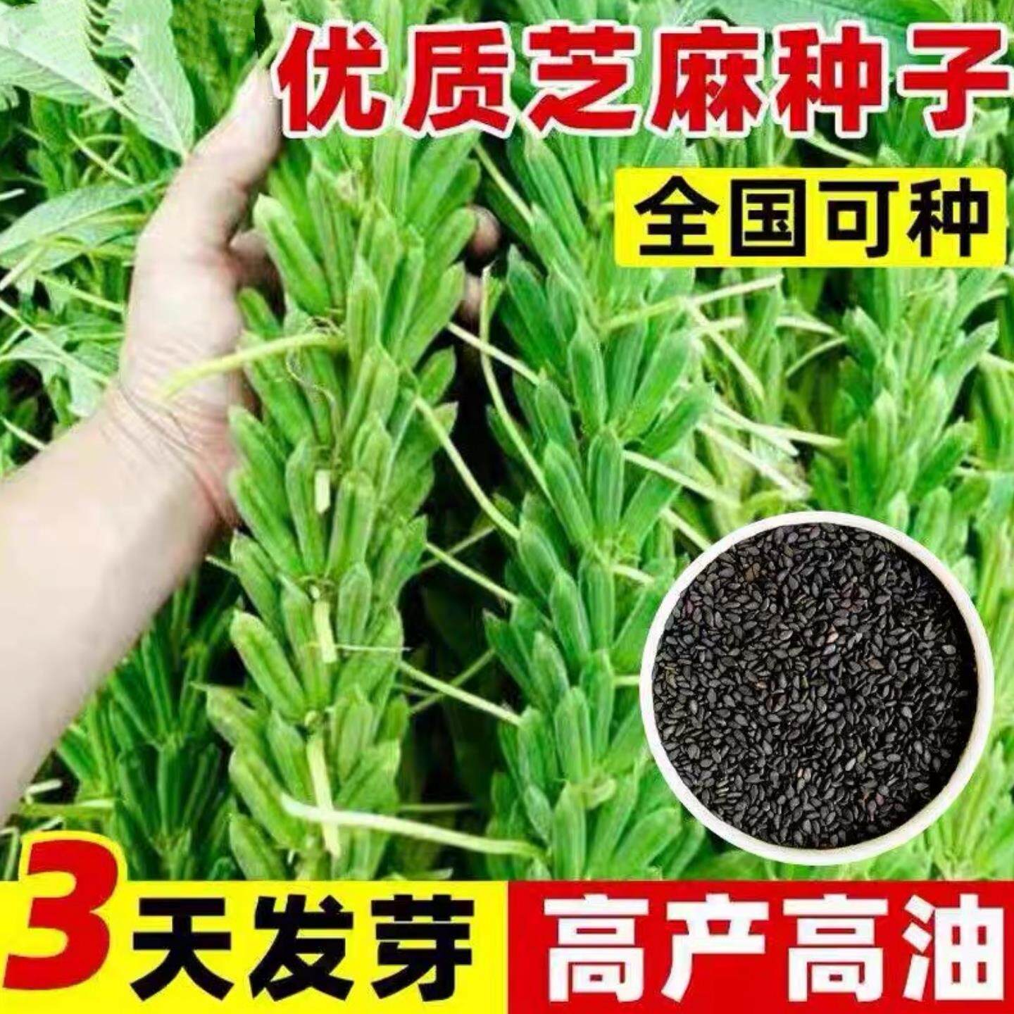 高产黑芝麻种子白芝麻种籽孑农家早熟四季蔬菜种子庭院盆栽菜种植