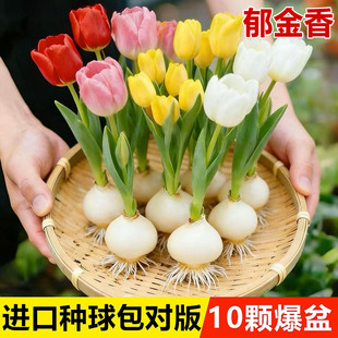 郁金香种球水培花卉土养植物室内花四季 好养活盆栽花苗鲜花种籽子