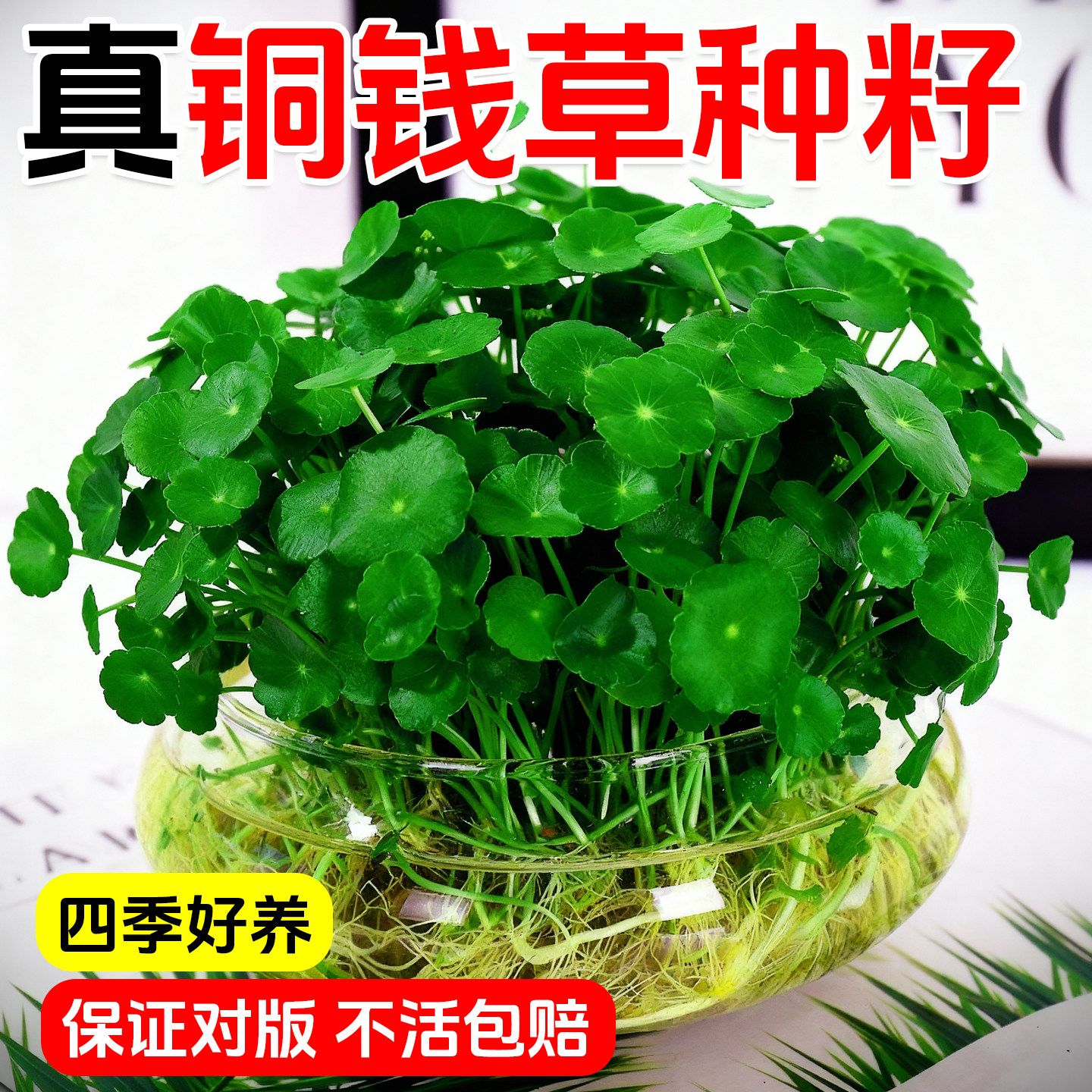 铜钱草水培植物水养草籽花卉室内盆栽金钱草四季好养活花种子籽孑