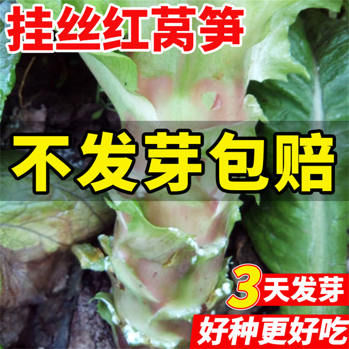 耐寒香丝红莴笋种子种籽红皮
