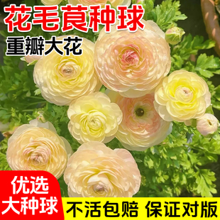 花毛茛洋牡丹花盆栽重瓣种球根花苗花种子室内外四季 种植植物花卉