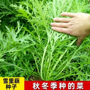 细叶雪里红菜籽四季雪里蕻种籽酸菜咸菜腌菜雪菜种子青菜蔬菜种孑
