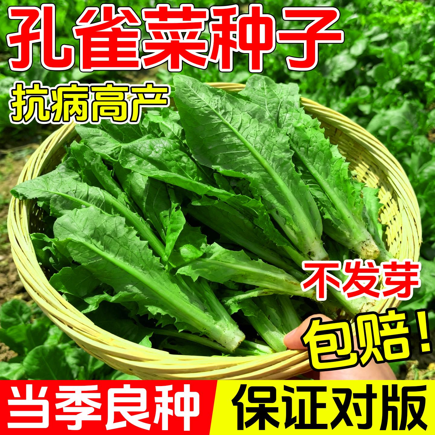 孔雀菜种四季种籽大全生菜罗马