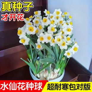 水仙花种球花卉水生植物种球室内室外四季 水仙花水培盆栽春节开花