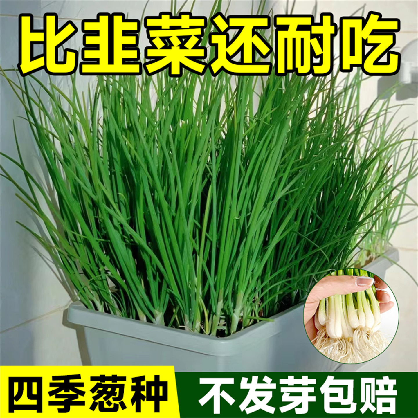四季小香葱种子红籽盆栽