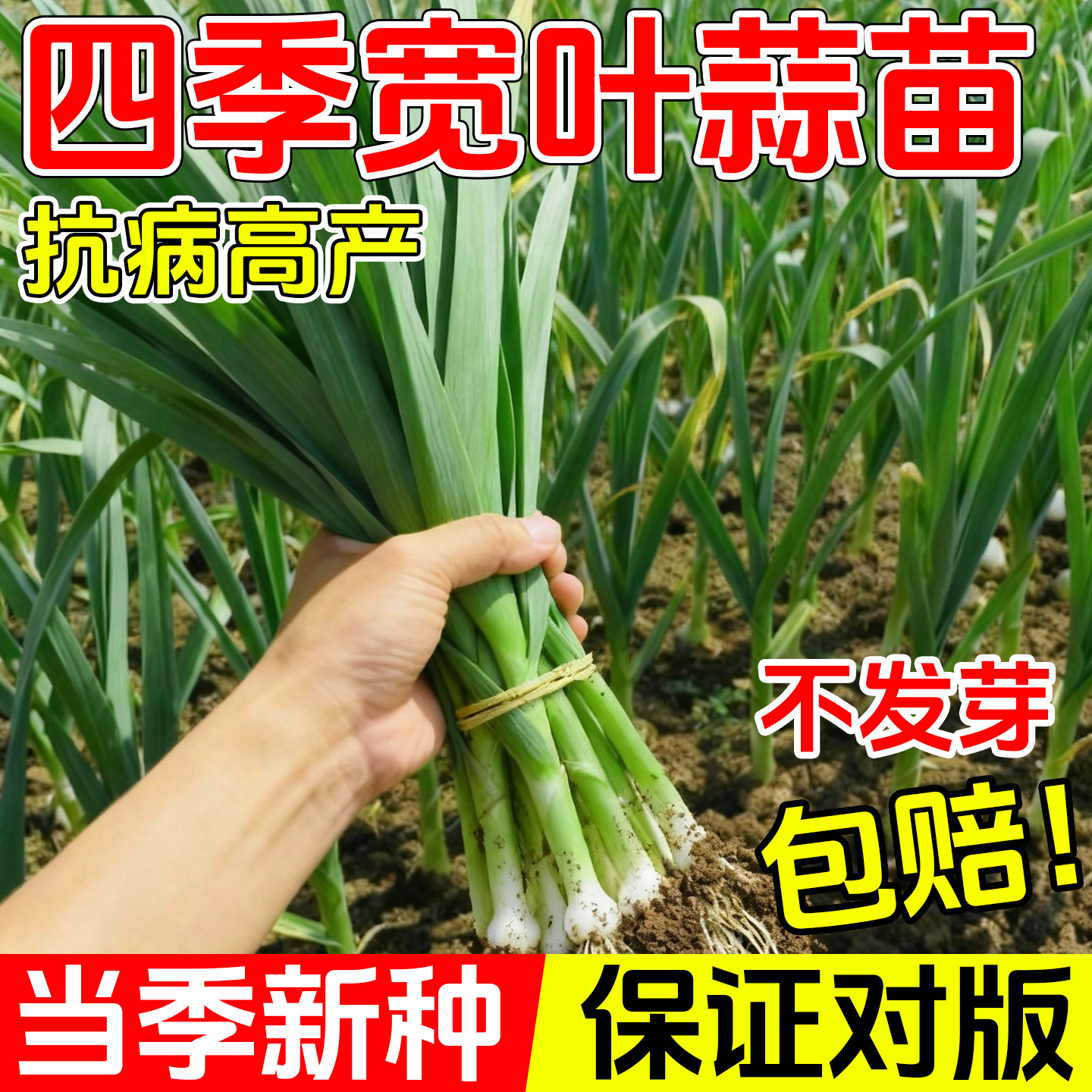 四季宽叶蒜苗蒜种大蒜种子种籽