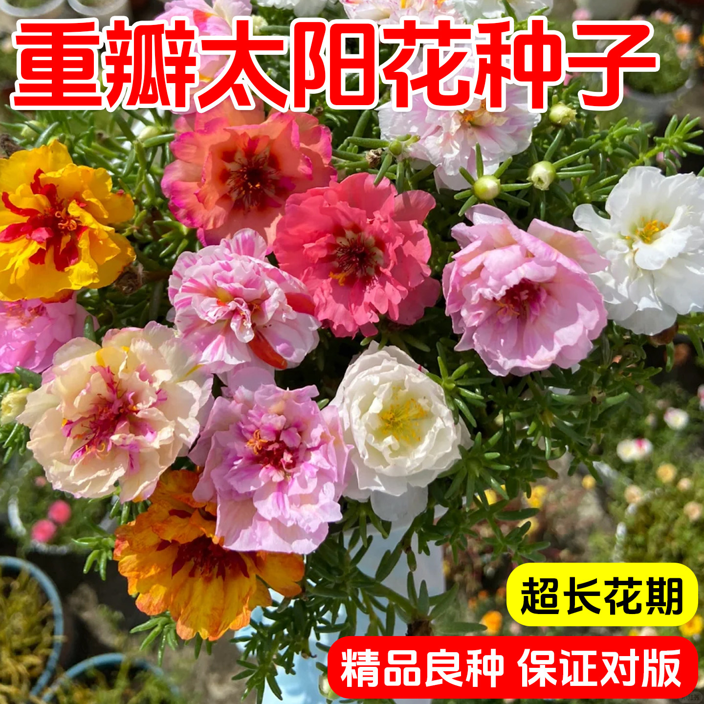 重瓣太阳花种孑籽子四季播种花卉易活开花阳台室内盆栽苗庭院植物,鲜花速递/花卉仿真/绿植园艺,种苗/半成品盆栽,淘宝优惠券,粉丝福利购,淘宝优惠卷