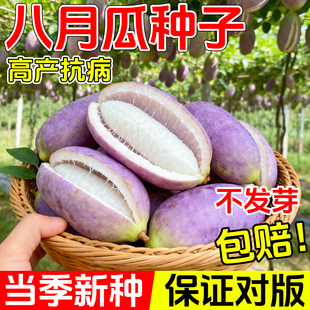 八月瓜种籽八月炸种子贵州野生8月瓜树苗籽少肉多庭院南北方种植