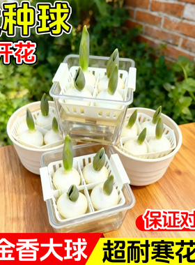 郁金香种球水培套餐定植篮耐寒花卉绿植室内土培四季种子盆栽花苗