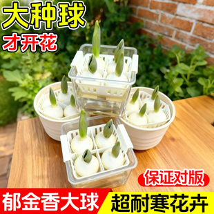郁金香种球水培套餐定植篮耐寒花卉绿植室内土培四季 种子盆栽花苗