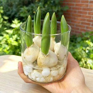 含玻璃瓶套装 荷兰进口盆栽重瓣花卉种子 郁金香种球水培多年生四季