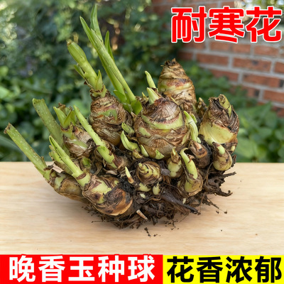 晚香玉种球重瓣大花球根夜来香