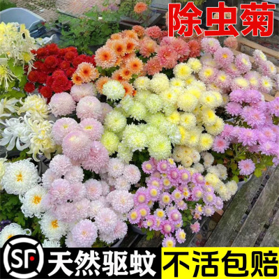 除虫菊花种籽子夏季驱蚊花卉