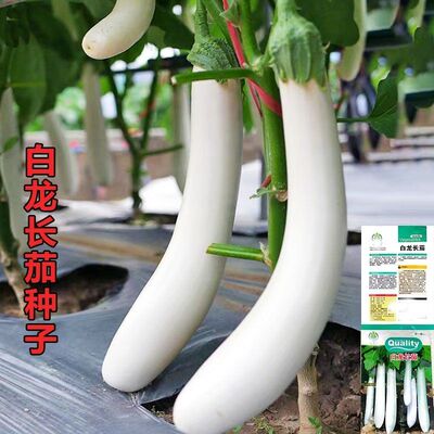 白茄子籽种潮汕玉长雪公