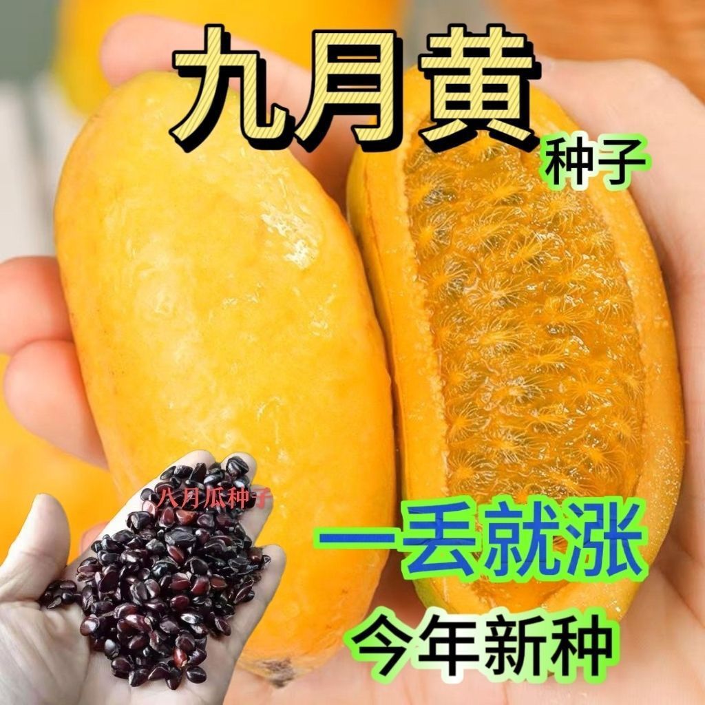正宗九月黄种子黄皮水果