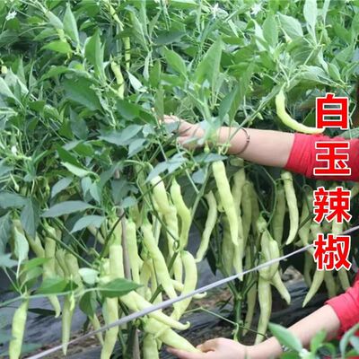 可留种白玉螺丝辣椒种子