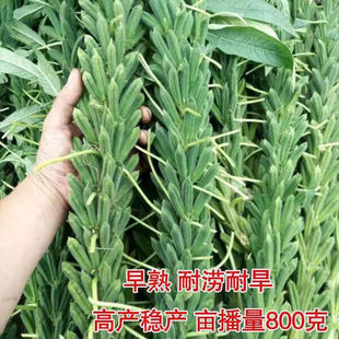 矮脚油芝麻种子中早熟非转基因芝麻种高产白芝麻黑芝麻榨油芝麻