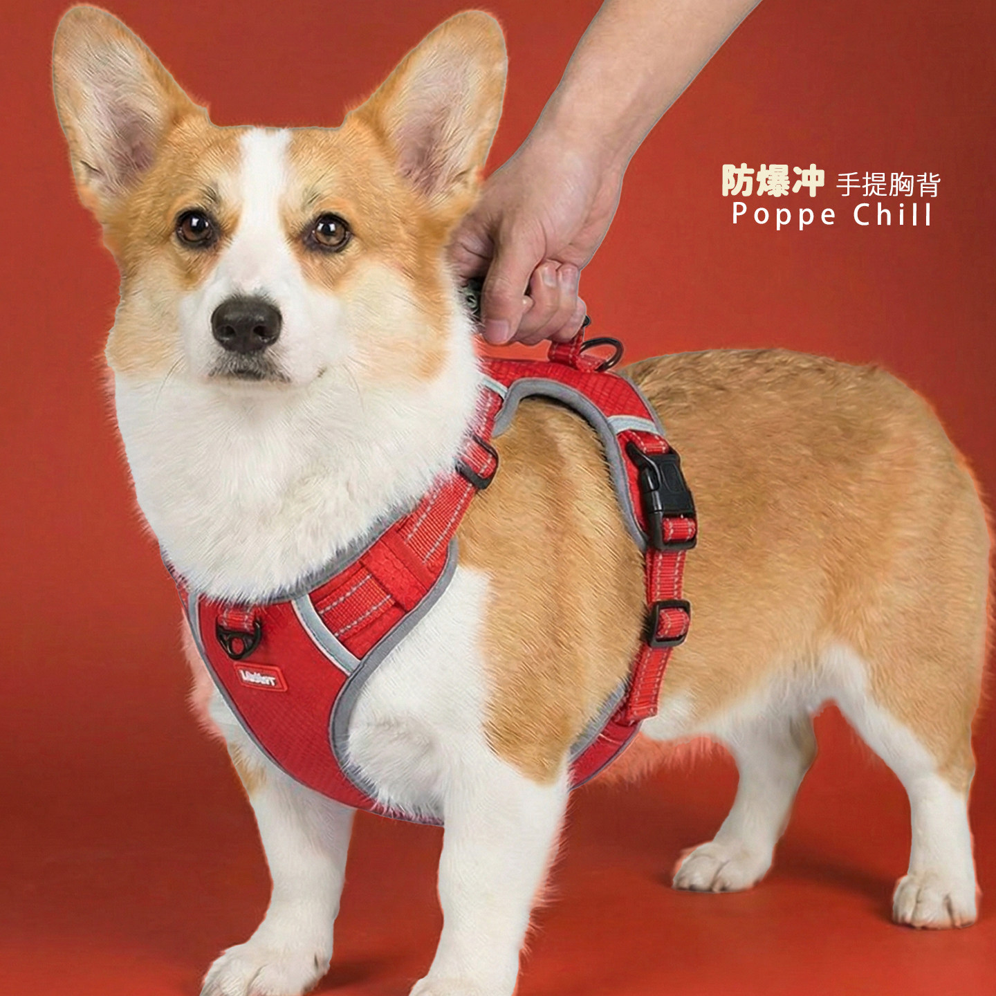 遛狗狗牵引绳中小大型犬宠物胸背心式专用柯基比熊泰迪金毛防爆冲