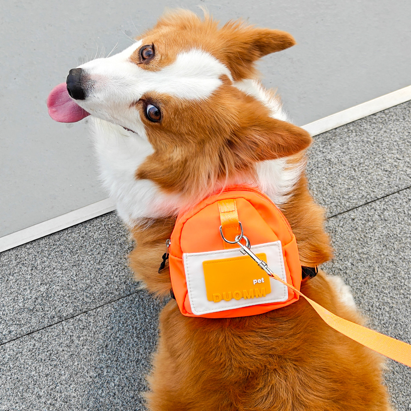 遛狗狗牵引绳中小型犬宠物胸背式专用柯基比熊泰迪防爆冲法斗小体