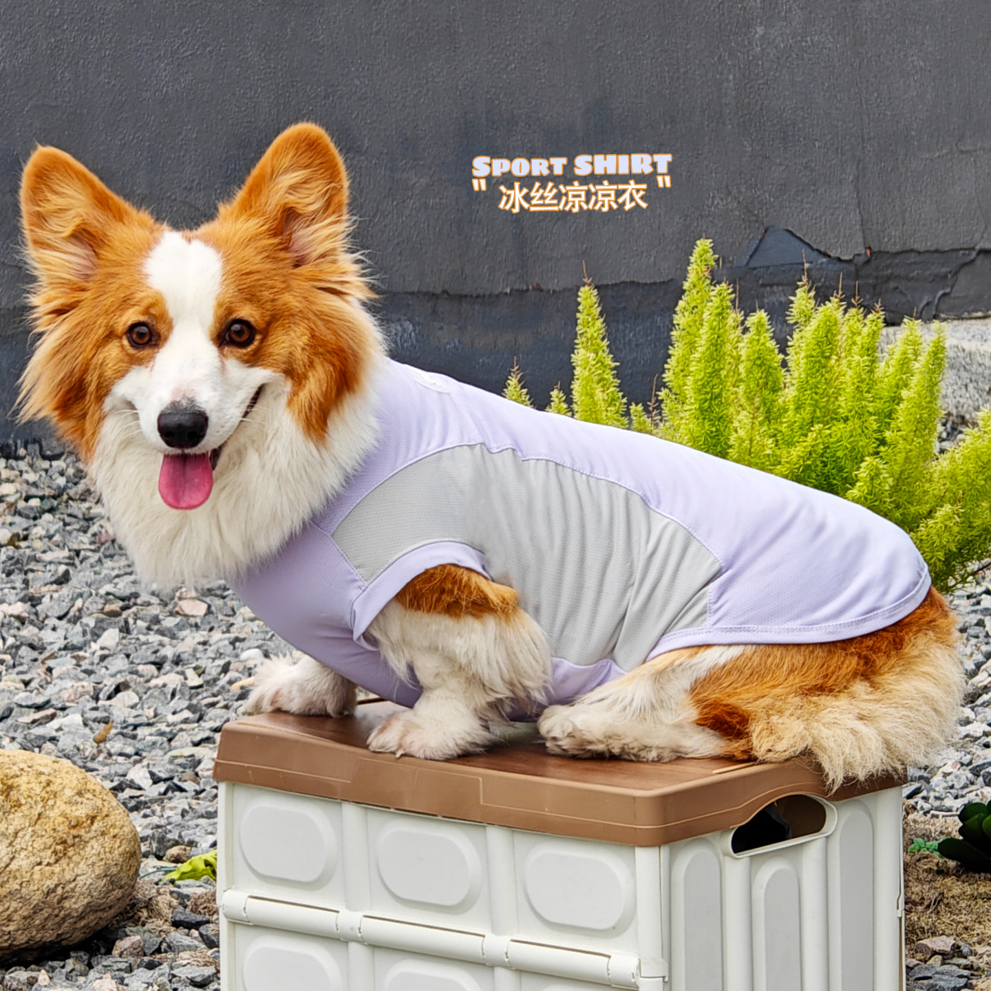 宠物防晒衣狗狗衣服柯基凉凉衣小狗夏天日小型犬夏季2025新款薄款