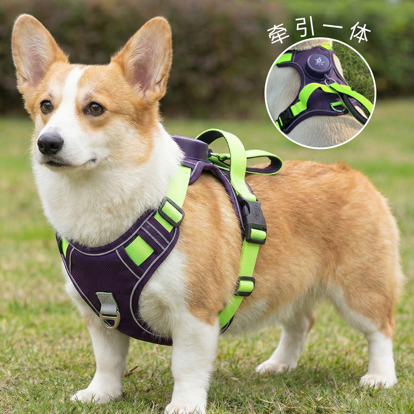 遛狗狗牵引绳自动伸缩中小大型犬宠物胸背式专用柯基防爆冲不勒脖