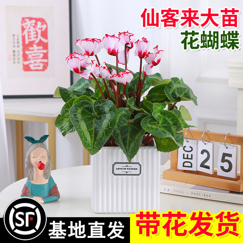 仙客来盆栽带花大花四季开花年宵花室内阳台秋冬花卉观赏好养植物