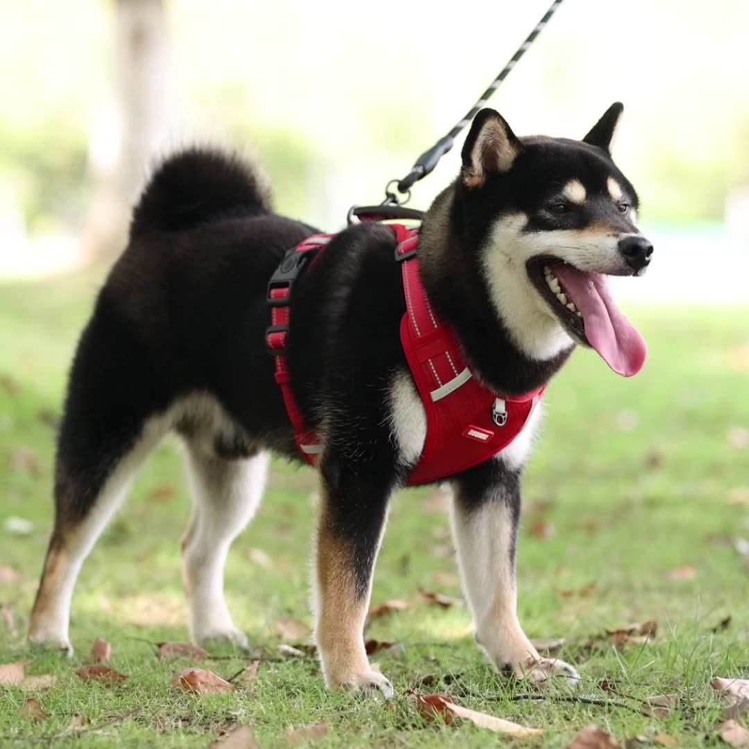 宠物胸背带狗狗牵引绳中大型边牧柴犬柯基背心式防爆冲马甲牵引绳