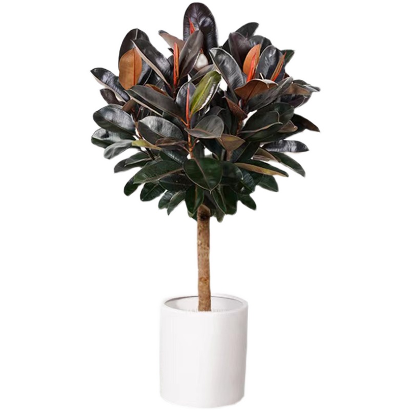 橡皮树黑金刚大型室内盆栽绿植办公室棒棒糖造型净化空气好养易活