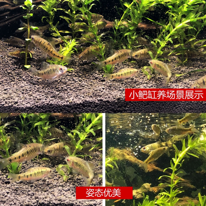 中国斗鱼伴侣条纹小?生红眼淡水观赏鱼中国斗鱼伴侣清澡鱼冷水鱼